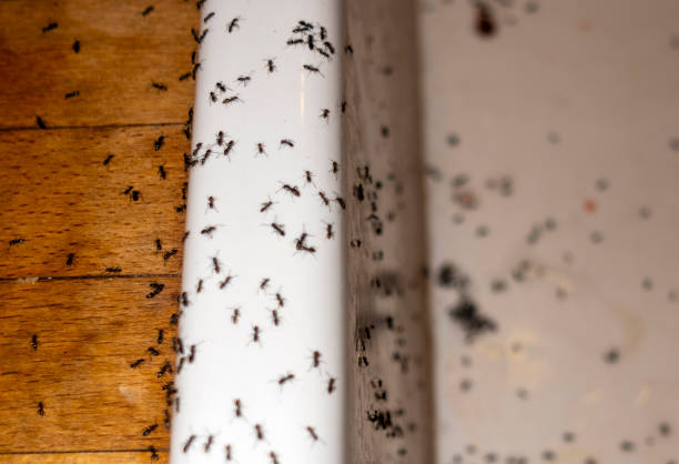 Best Ant Control Services  in Indian Hills, NV
