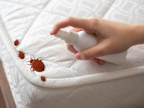 Best Flea Control Services  in Indian Hills, NV