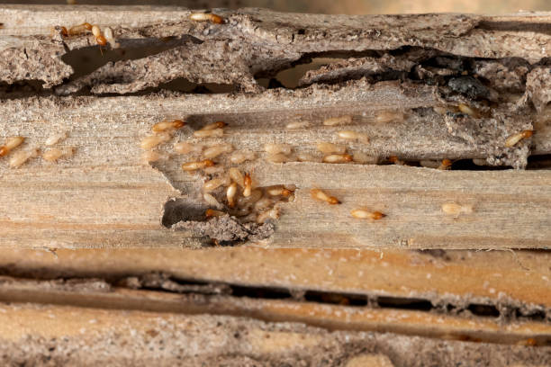 Wasp Removal Services in Indian Hills, NV