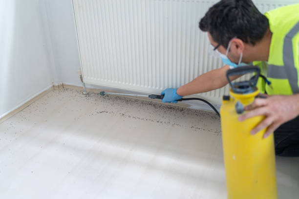 Best Affordable Pest Control Services  in Indian Hills, NV